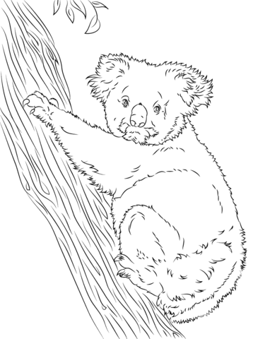 Koala Climbing A Tree  Coloring Page